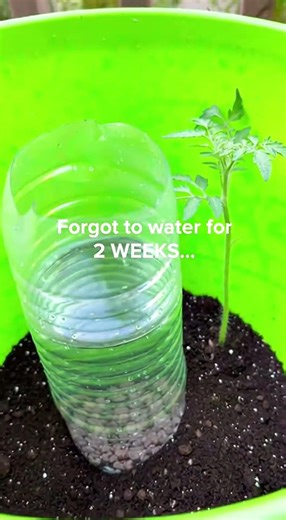 DIY Self-Watering Tomato Hack 🍅💧