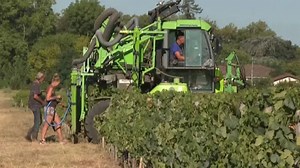 French vineyards suffering from severe drought in some regions