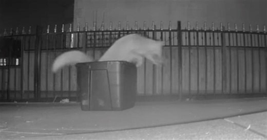 Fox cubs found in electric car’s engine reunited with mom