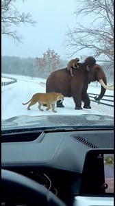 Ice age #iceage #funnyreels #funnyvideos #cartoon #webdevil33 | Mike Massaad