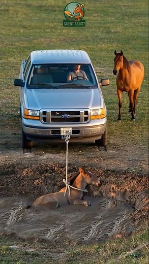Mother Horse Begs Man to Save Her Foal Trapped in Deadly Mud | Wildlife Rescue