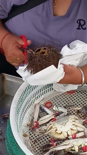 How to Clean a Sea Urchin #seaurchin #china