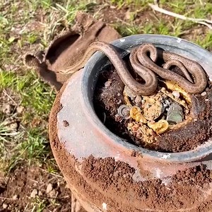 57K views · 197 reactions | A double-headed snake came out of a jar I found in my field | Hazine Avcısı | Facebook