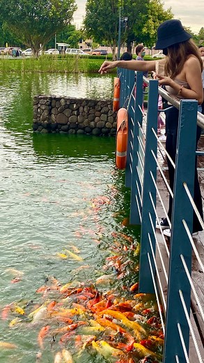 2.2K views · 60 reactions | Known for their vibrant and unique color patterns, Koi fish are usually kept for decorative purposes in outdoor koi ponds or water gardens. But these fish are more than that. Check out these interesting facts about Koi fish! Experience fish feeding when you visit Nuvali.  #NuvaliPH #koifish #koi #funfacts #facts | Nuvali | Facebook