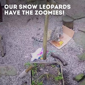 80K views · 5.8K reactions |  Our snow leopard couple have the zoomies!  This is the best thing you'll see all day! | Hertfordshire Zoo | Facebook