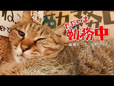 2026.4.7【Cat Live Stream】看板猫かもめの『ただいま勤務中』