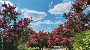Lagerstroemia indica rosea. During the summer, a tree blossoms in the park.