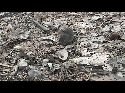 Vole Running In Circles