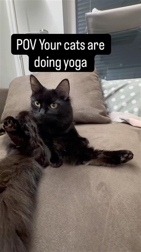 POV Your cats are doing yoga 🧘‍♀️ 🐾