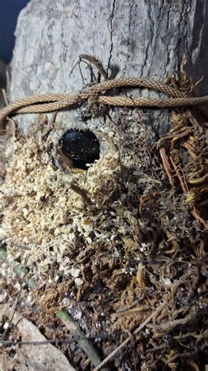 Nature Sounds | Collecting memories Insect and wood🪵#Nature #Insects #NatureSounds #Wood #Shorts
