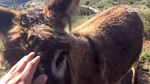 A Beloved Donkey and Her Human Enjoy an Emotional Reunion After Two Months Apart From One Another