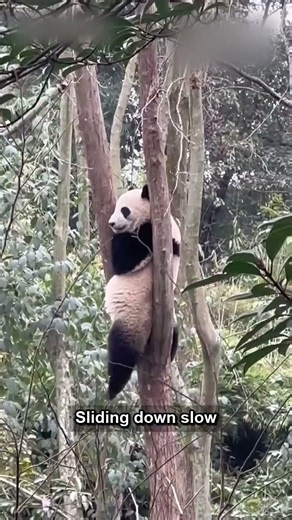 Pandas are so cute, how can I raise one🐼 #No AI #pandas #panda #cuteanimals #cute