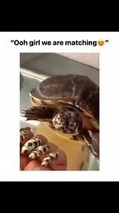 🤣🐢🤣 #turtles #funny #meme #tortoise #petsofinstagram #pets #silly #aesthetic #nails | DanTheTurtleMan