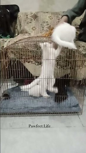 Cute Kittens Playing and Having Fun 🐱🐾 | Funny & Adorable Kitten Moments 😍