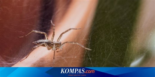 Apakah Laba-laba di Dalam Rumah Bisa Menggigit Kita?