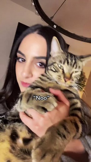 Why Does My Cat Slap Me? Understanding Cat Behavior