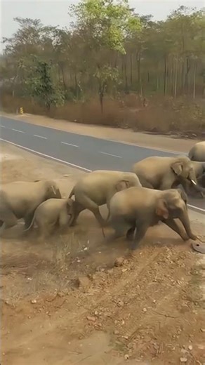 Road crossing Elephant 🐘#youtubeshorts #elephant #shortsfeed #viral