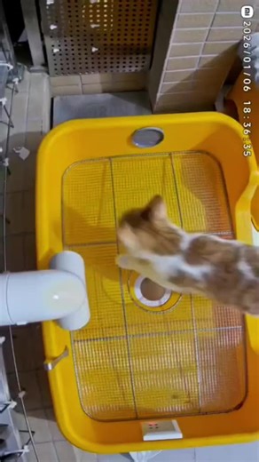 The Benefits of a Lazy Lifestyle for Cat Owners