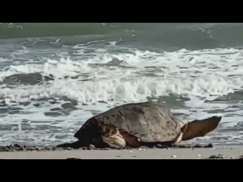 Loggerhead sea turtle "Swim Shady" released on Juno Beach after recovery from boat strike