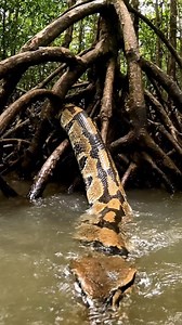 Meeting a Reticulated Python: Why Is It Following Me?? 😅 😳😳 #jesus #spirituality #fblifestyle #FunnyStory #viralvideo #fyp #reel #trends #PainLevel100 #hanelinetwins #goviral #twinsoftiktok #veteransoftiktok #trends #fypシ #funnyvideo #snake #reptiles #coralsnake #indigo #wildlife #nature #desert #texas #yoink #renovation #tile #ceramics #hack #kitchen | Benjamin Wilson
