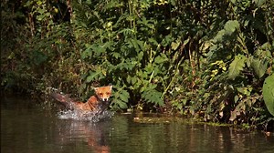 8M views · 10K reactions | "In all things of nature, there is something marvelous." - Aristotle. Psst... Want to protect foxes and other animals trapped and farmed for their fur? Adopt a fox from Born Free USA! Learn more ➡️ bornfreeusa.org/adopt-a-fox 力 #FridayFeeling #KeepWildlifeInTheWild #Fox | Born Free USA | Facebook