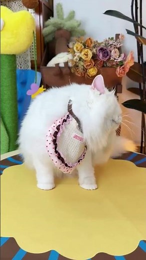 Satisfying Cat Ear Cleaning Routine You Need To Try #cute cats #cat shorts