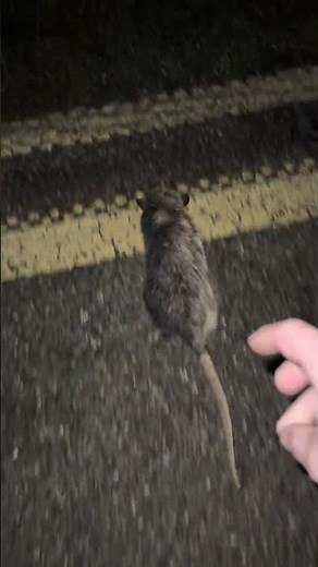 Pooter the possum ‪@TheoVon‬‪@ZachStarHimself‬