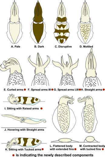 Situational motionless camouflage of a loliginid squid - Scientific Reports