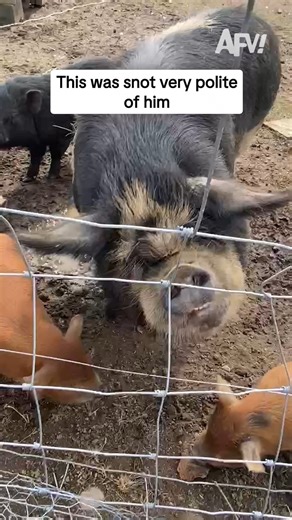 America's Funniest Home Videos on Instagram: "I would take three showers after this  #afv #funny"