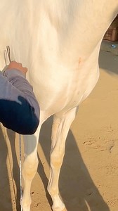 Nadia is now 8 months old and her height is 56 🙏🐎🫶 #horseriding #horse #equestrian #horses #horsesofinstagram #equestrianlife #horselover #horselove #dressage #equine #horselife #pony #showjumping #horserider #instahorse #pferd #horsepower #horsebackriding #equestrianstyle #cheval #horseofinstagram #riding #dressagehorse #love #horsegirl #pferde #horselovers #paard #photography #horseshow | Azruddin Khan Bwr