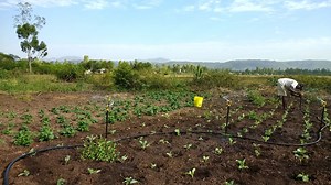 A guide to small farms and irrigation - Futurepump