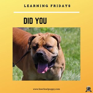 How To Train An African Boerboel⁉️ Consistency and firmness. For a Boerboel breed to behave with human families, you need these two words. This is one of the pack’s strong-willed breeds. As a result, he needs an assertive owner to assert himself as the alpha. As a result, there must be regular training sessions. You must require him to follow orders at all times. During the preparation, you should have a positive strategy. The use of a reward scheme is also advantageous. Trainer mistreatment or 