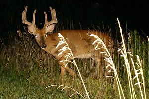 How to Build a Wireless Trail Camera with a Live Video Stream