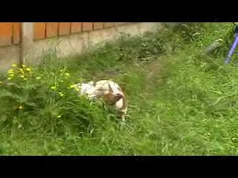 jack russells mating