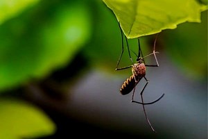 How To Keep Mosquitoes Away From Your Pond