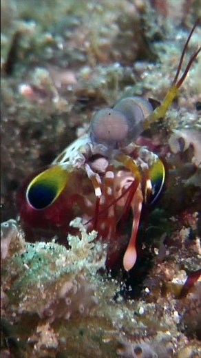 The Mighty Punch of the Peacock Mantis Shrimp in the Solomon Islands