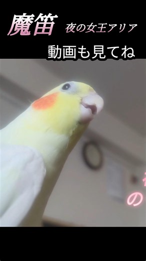 【魔笛】夜の女王アリア #オカメインコ #魔笛#モーツァルト #javasparrow
