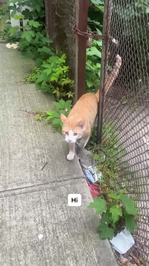 Rusalka: The Rescue Story of a Special Orange Cat