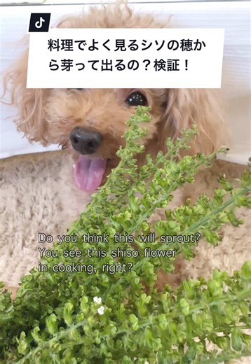 シソの発芽検証とガーデニングの楽しみ