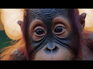 PLANET WILD: Baby Orangutan – Cinematic Wildlife Documentary