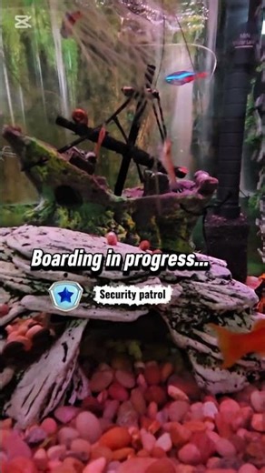 Snail Cruise Control 🐌 | Speed Set to “Snail”