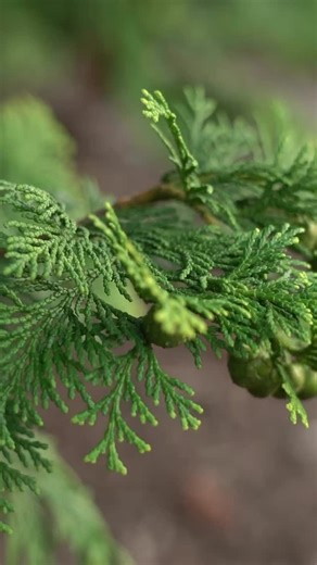 This holiday season, take Christmas crafting outdoors! Create a...