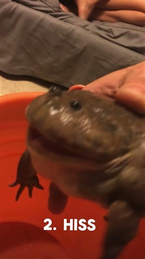 Frogs screaming compilation part 4 #shorts #shortsfeed #frogs #frogcore #animals #animalshorts