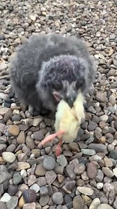 Baby eagle bird eating chicks! | Baby Bird Bites