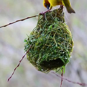 Nesting into a new home and looking to impress? You have plenty in common with the Cape Weaver.🦜The male meticulously constructs his nest to be structurally sound and fully waterproof in anticipation of his auspicious mate, who will put his craftsmanship to the test. If his residence is sub-par she will pass. #IDontWantNoScrub #Science | Science Channel