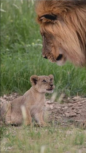 Two Most Powerful Lion of Kruger National Park | latest sightings | Travins World #lion #shorts