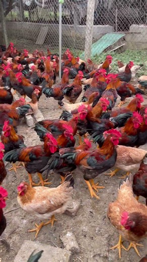 Gà mía thả vườn giáp nhà nông 24 #chicken #freerangechickens