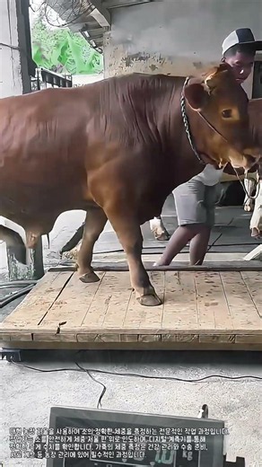 How Much Does This Bull Weigh? #worker #process #cow #farm #scale