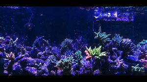 Feeding time with AF Vege Clip by Eł Wu 朗 | Aquaforest | Facebook