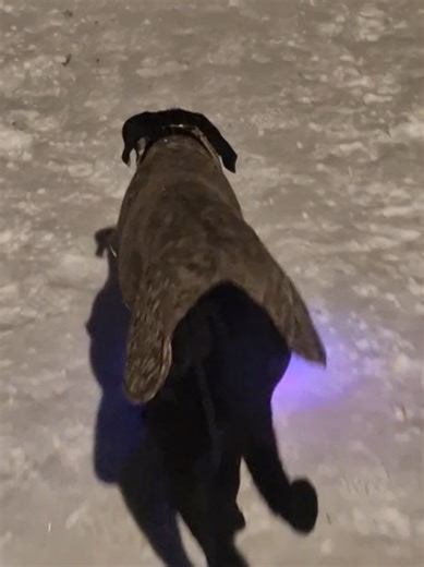 funny, isn't it 🤔🫣 #womenagainstviolence #canecorso #guarddog #sweden #fyp